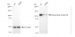 KD-Validated Anti-Kinesin family member 5B Rabbit Monoclonal Antibody
